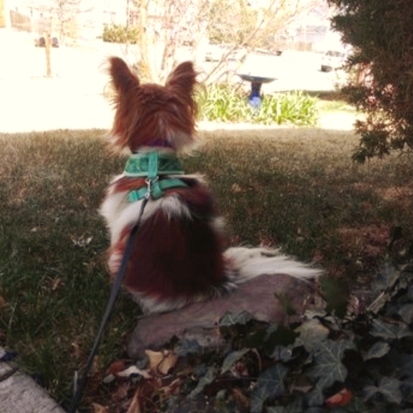 NWT Y2K Monet Silvertone & Rhinestone Iced-Out Adjustable Necklace - Picture 13 of 13